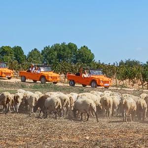 RUTA AMB MEHARI PER LA VINYA & TAST DE 3 PRODUCTES & VISITA LA CELLER