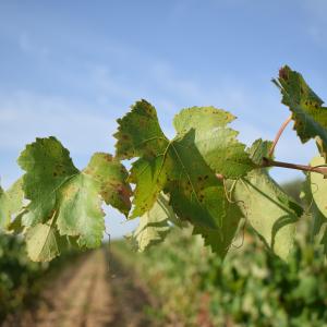 Ceràmica & Cava