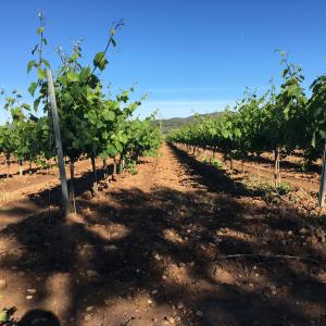 Esmorzar entre vinyes, visita al celler i degustació