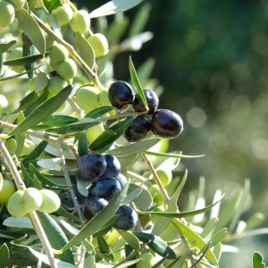 Oleoturisme amb Menú degustació