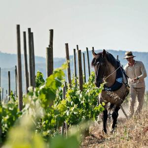 Corpinnat, els grans vins espumosos