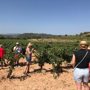 RUTA AMB MEHARI PER LA VINYA & TAST DE 3 PRODUCTES & VISITA LA CELLER