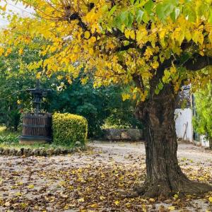 Jardins Rovellats a la tardor