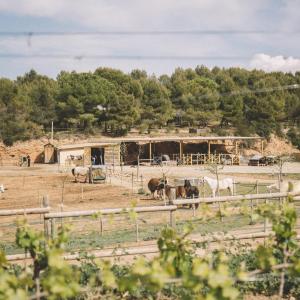 Bartomeu Gramona Cava Cellar