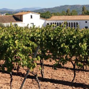 Bodegas Ca n'Estella viñedos