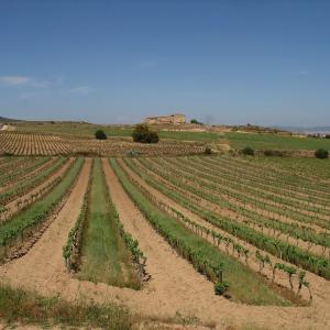 Bolet vinos y cavas