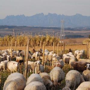 Vinyes, Ovelles i Montserrat