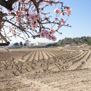 Mas Vilella i vinyes pròpies