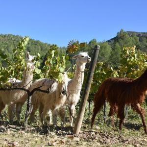 Alpacas in Montmell