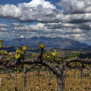 Llopart Cava vineyards