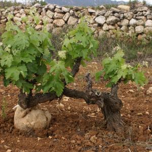 Macabeu vines at Finca Els Camps property