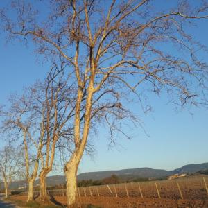 Vinyes a la zona de Bellver