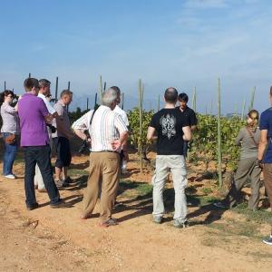 Sant Sadurní d'Anoia Caminos Capital del Cava 