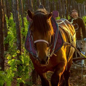 El Secret del Bernat. Treballo la terra amb cavalls