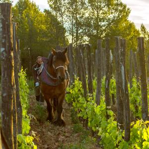 El Secret del Bernat. Treballo la terra amb cavalls