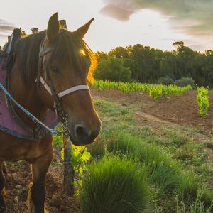 El Secret del Bernat. Treballo la terra amb cavalls