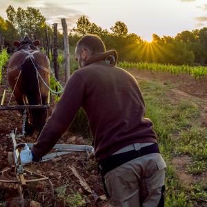 El Secret del Bernat. Treballo la terra amb cavalls