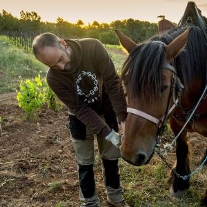 El Secret del Bernat. Treballo la terra amb cavalls