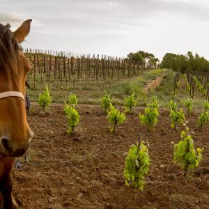 El Secret del Bernat. Treballo la terra amb cavalls