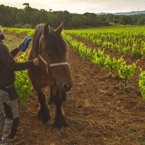 El Secret del Bernat. Treballo la terra amb cavalls