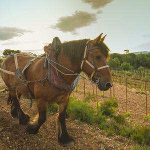 El Secret del Bernat. Treballo la terra amb cavalls