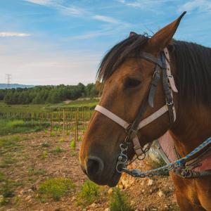 El Secret del Bernat. Treballo la terra amb cavalls