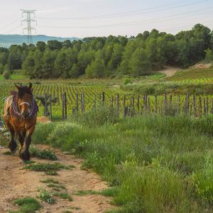 El Secret del Bernat. Treballo la terra amb cavalls