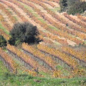 "Fondo de Sant Llorenç"