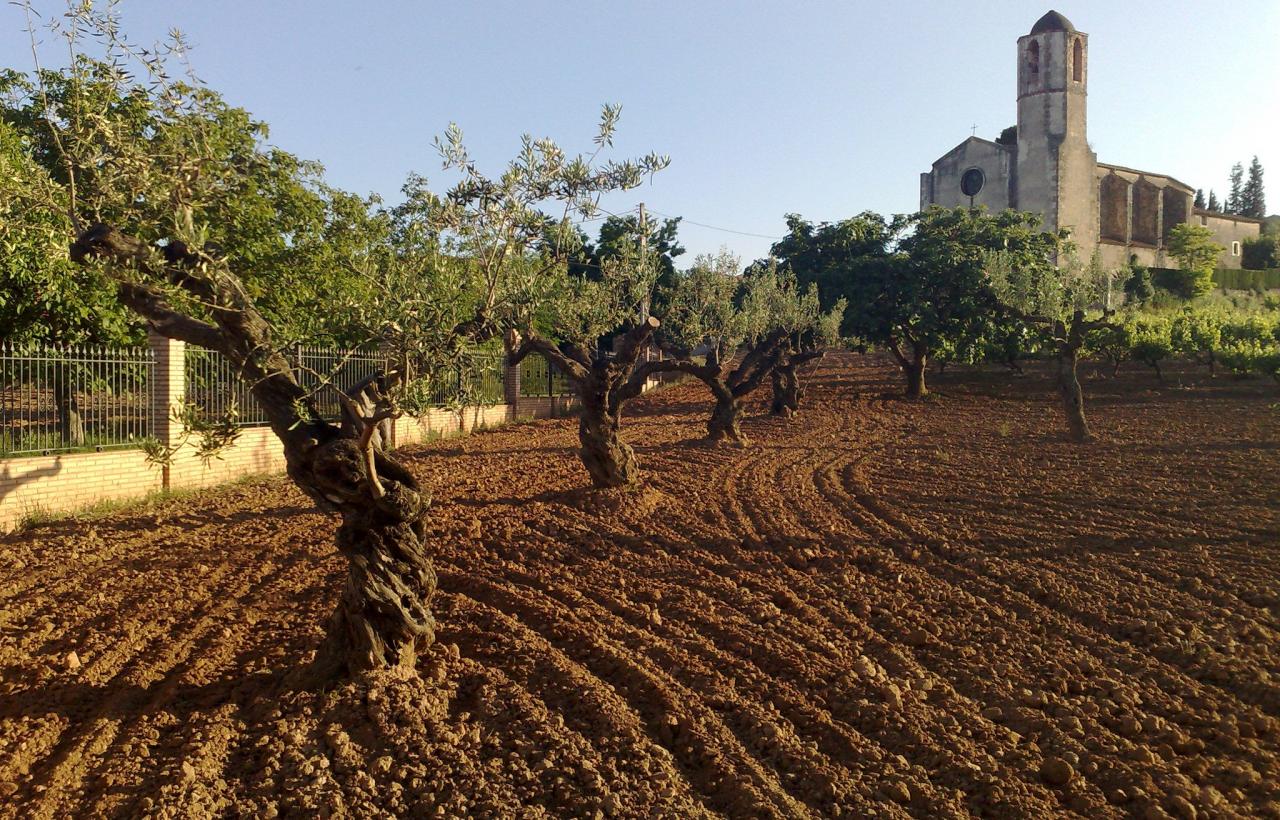 Sant Llorenç d'Hortons mill