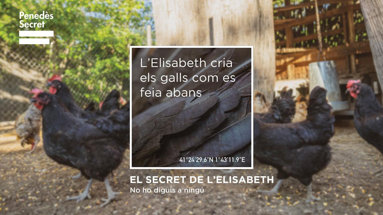 El Secret de l'Elisabeth. El Gall del Penedès